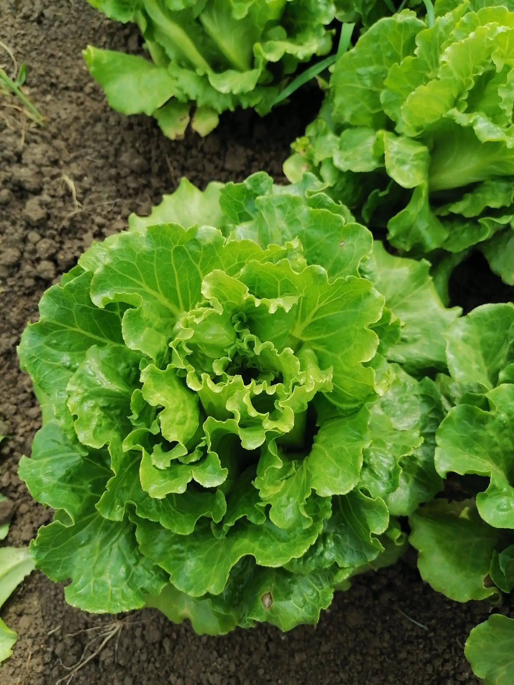 天辰注册生菜系列
